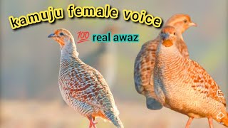 pheasant hunting sound pheasant ka awaaj pheasant voice Grey Francolin Sound partridge shikar [upl. by Suired]