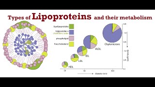 Lipoproteins Lecture 1 Types of Lipoproteins and their metabolism [upl. by Hutson]