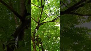 Bilimbi Tree Sorral in my homes garden naturelovers trees viralshorts [upl. by Doone]