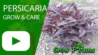 Persicaria  grow amp care [upl. by Gil]