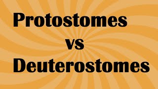 Biology Protostomes vs Deuterostome [upl. by Maddeu]