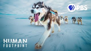 Sled Dogs The Most Extreme Distance Athletes on Earth [upl. by Euqinommod269]