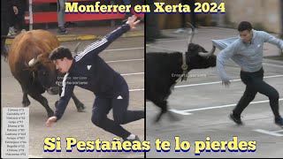 12 Vacas Top en Xerta 2024  de Los Mejores Días del año  Monferrer [upl. by Barram]