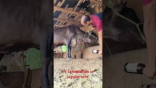 IV cannulation in jugular vein in cattlecow shortanimal short [upl. by Ibbison]