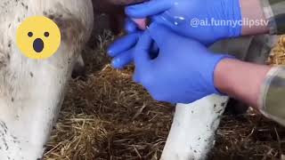 Animals giving birth 🐄 🐮 😳 animals farming viralvideo [upl. by Healion981]