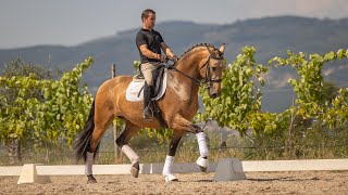 Horse for Sale  Massively talented buckskin Lusitano gelding  AA friendly REF751 [upl. by Ferdinanda]