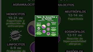 Tipos de leucocitos y su función shorts medicinahumana [upl. by Namzed]