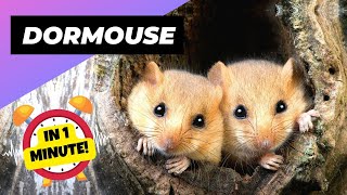 Dormouse 🐭 The Tiny Climbing Experts  1 Minute Animals [upl. by Annoynek]