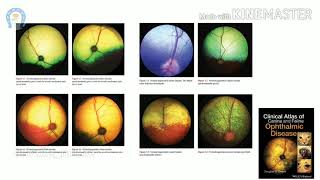 Vet Basics ll Tapetal fundic reflex [upl. by Pauly963]