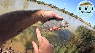 Silver Perch Fishing at Lake Neangar in Bendigo [upl. by Ikey]