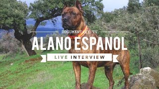 DOGUMENTARY TV INTERVIEW ALANO ESPANOL [upl. by Landers]