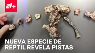 Especie de Reptil Podría Aportar Nuevas Pistas sobre Origen de Dinosaurios [upl. by Orpheus921]