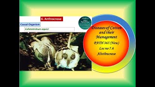 27 PATH 365 New Lec no 76 CottonAnthracnose2 4 D injury [upl. by Enoitna]