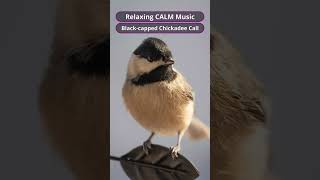 Relaxing CALM Music  Blackcapped Chickadee Call [upl. by Cogn]