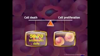 Introduction to Cancer Biology Part 2 Loss of Apoptosis [upl. by Mauretta]