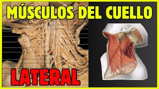 💪 MÚSCULOS del CUELLO LATERAL M Esternocleidomastoideo escalenos y largo de la cabeza y él cuello [upl. by Annaes454]