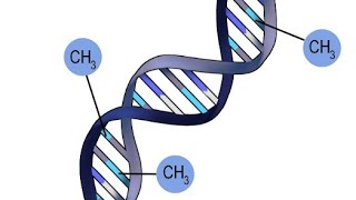 Metilacion del ADN [upl. by Eladnor612]