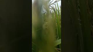 Its poaceae family plant ☘️ oryza sativa natureslover [upl. by Zeralda]