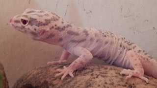 leopard gecko shedding process  Eublepharis macularius [upl. by Pansie]