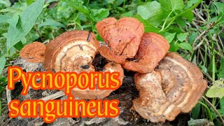 Pycnoporus sanguineus [upl. by Yenohtna636]