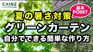 グリーンカーテンの作り方｜初心者でも安心！日除けになる緑のカーテンを作ろう｜暑さ対策【カインズHOWTO】 [upl. by Aihtela124]