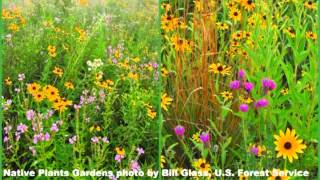 USFS Eastern Region Botanist Cultivars needed for food supply but native plants help pollinators [upl. by Ainala974]