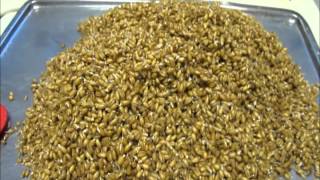 Malting wheat at home [upl. by Imoyaba]