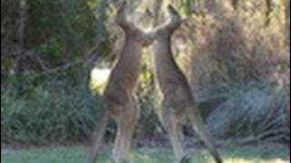 kangaroos fighting  canguros peleando peliando  कंगारू लड़ वीडियो VIDEO MONETIZACION DENEGADA [upl. by Kamin]