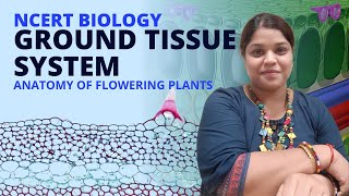 Ground tissue system  Class 11 Biology  NCERT [upl. by Novyert]