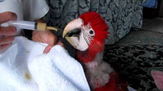 Green Wing Macaw Baby Feeding [upl. by Outhe]