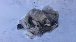 Mama Dog is Crying Begging to Be Saved After Giving Birth to 10 Puppies in The Cold Snow [upl. by Goldsworthy]