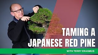 Taming a Japanese Red Pine Bonsai Tree [upl. by Rosati]