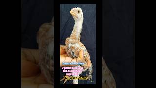 parrot beak long tail Aseel chicks dasara offers 7 chicks only 5000 [upl. by Nary]