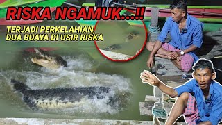 Riska ngamuk‼️Terjadi perkelahian didepan matadua buaya jahat di usir riska [upl. by Ettelohcin]