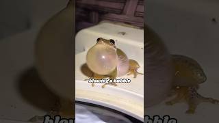 Cute tree frog animals heartwarmingpets animallover [upl. by Laicram]