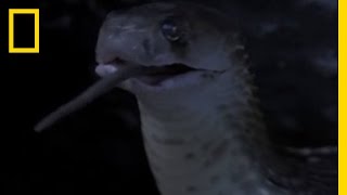 Cobra Devours Rat  National Geographic [upl. by Nylecoj]