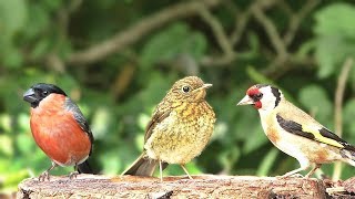 Birds of Many Colours  Video for People and Cats to Watch [upl. by Dagley492]