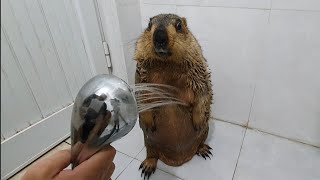 marmot favorite standing shower time [upl. by Christos]