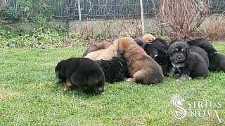 Tibetan Mastiff puppies first time outdoor [upl. by Enilarak412]