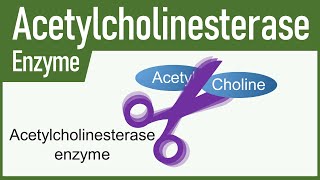 Acetylcholinesterase Enzyme [upl. by Yruok]