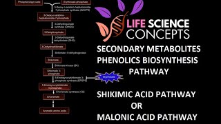 Phenolics Plant Secondary Metabolites  Shikimic Acid Pathway Or Malonic Acid Pathway [upl. by Enomsed]