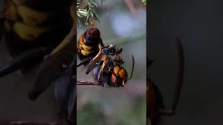 Avispones vs abejas parte 2 shorts viral [upl. by Aihsemat]