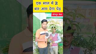 साल में दो बार आम देने वाला आम का पेड़ 😱  All Time Mango Plant sonpurmela2024 mango shorts [upl. by Annadiana]