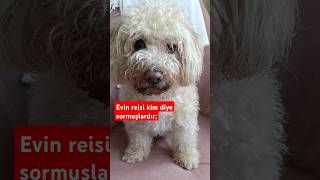 Evin reisi şanslı 🤦♥️maltipoo maltipoos köpekyavrusu [upl. by Eelarak109]