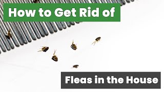 How to Get Rid of Fleas in the House Fast  Fast and Easy Flea Removal Techniques [upl. by Akiemahs]