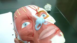 Facial muscles Facial expressions Practical anatomy عظلات الوجه [upl. by Haimerej]