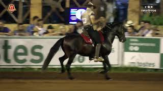 Apolo Grande Monarca Campeã Nacional de Marcha Cavalo Graduado Maior [upl. by Reisinger]