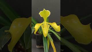 Paphiopedilum villosum varaureum [upl. by Hooge616]