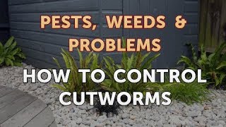 How to Control Cutworms [upl. by Larue491]