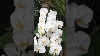 Phalaenopsis orchid on the tree  no fertilizer [upl. by Malissia]